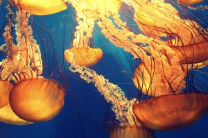 Jellyfish within the sea