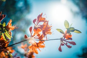 Autumn flowers shown against blue skies